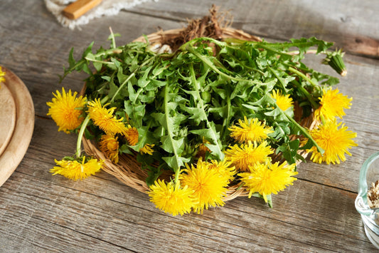 Dandelion Root: Earth Medicine for Healing, Rebirth, and Liberation