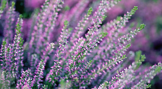 Heather Flower: Medicinal and Spiritual Properties for Healing and Protection