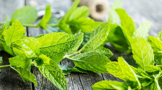 Mint: Medicinal and Spiritual Properties for Healing and Clarity