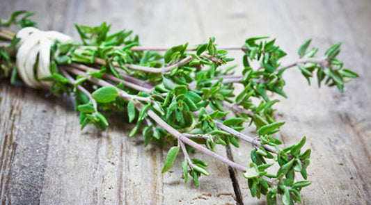 Thyme: Medicinal and Spiritual Properties for Healing and Strength
