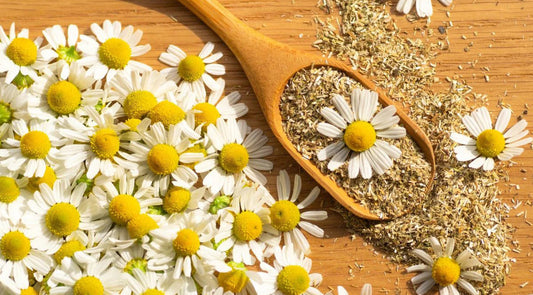 The Medicinal and Spiritual Properties of Chamomile