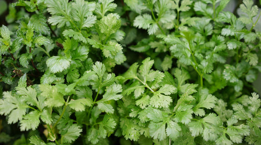 Cilantro: Medicinal and Spiritual Properties of This Bold Green Healer