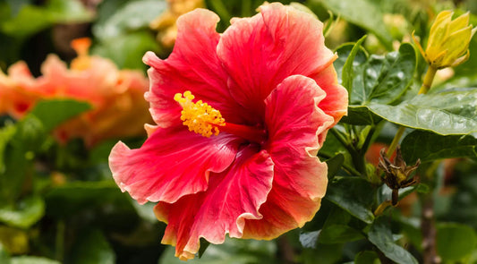 The Medicinal and Magical Properties of Hibiscus