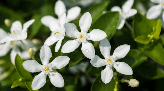 Jasmine: Healing Benefits and Spiritual Uses for Wellness and Energy