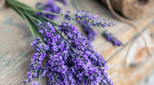 The Medicinal and Magical Properties of Lavender